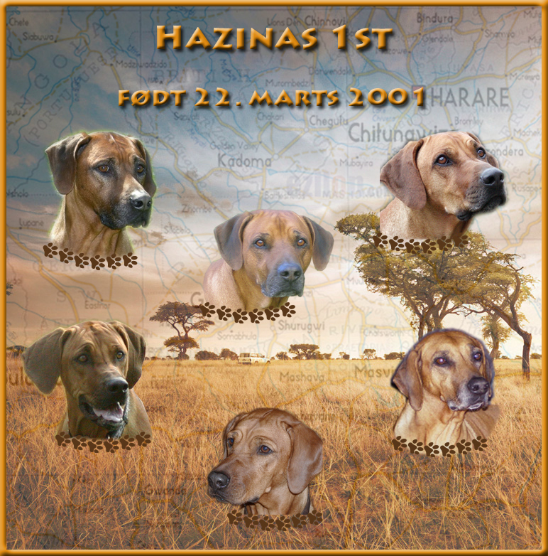 Hazinas 1st kuld