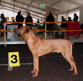 Gaius at Int Malmo 2011