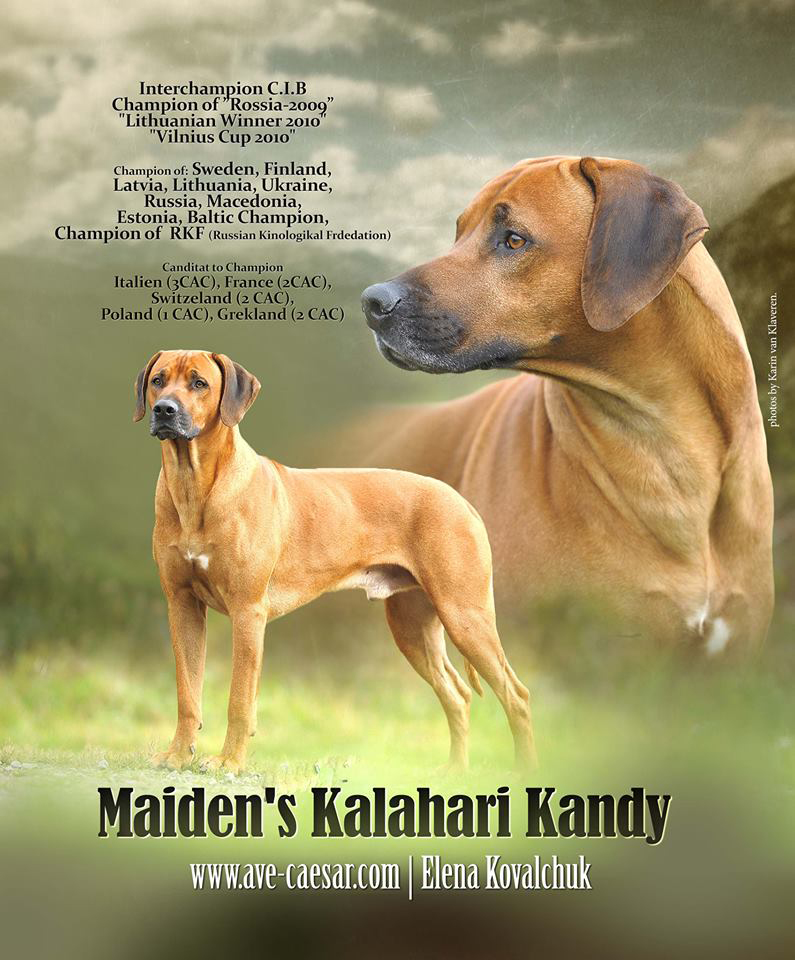 Pablo Ridgeback Pablo - The Rhodesian Ridgeback Pablo