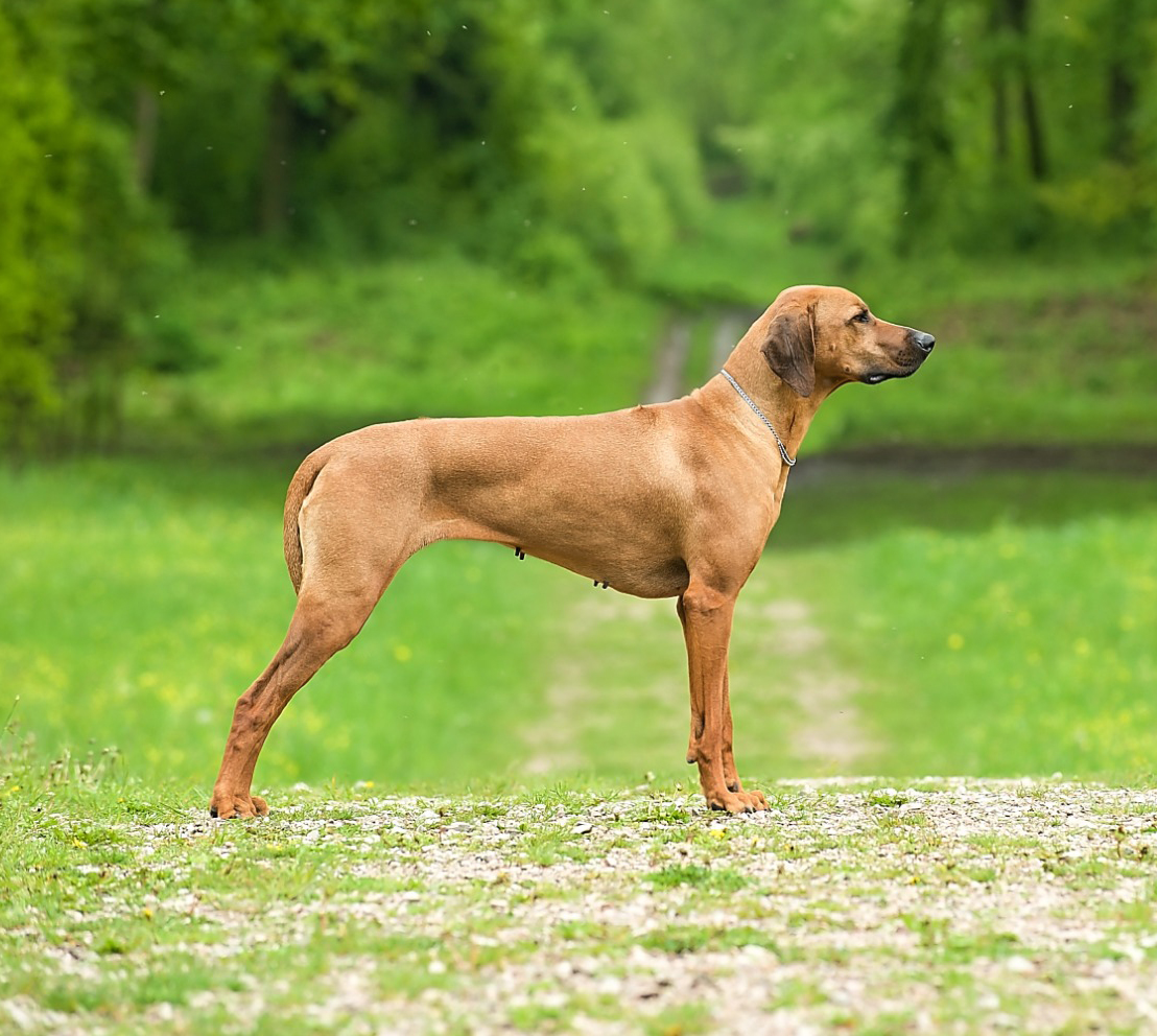 Pablo Ridgeback Pablo - The Rhodesian Ridgeback Pablo