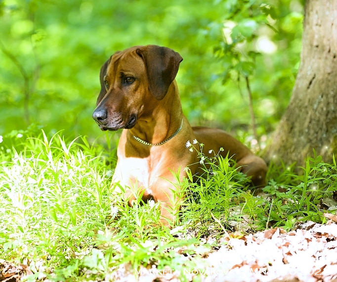Pablo Ridgeback Pablo - The Rhodesian Ridgeback Pablo