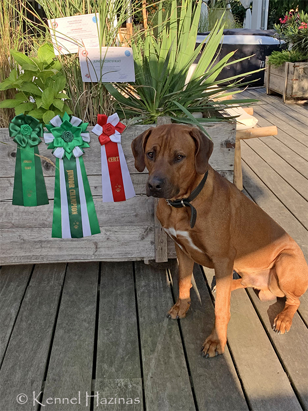 Pablo Ridgeback Pablo - The Rhodesian Ridgeback Pablo