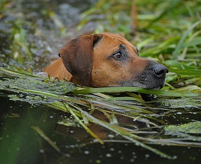 Ulanyo swimming