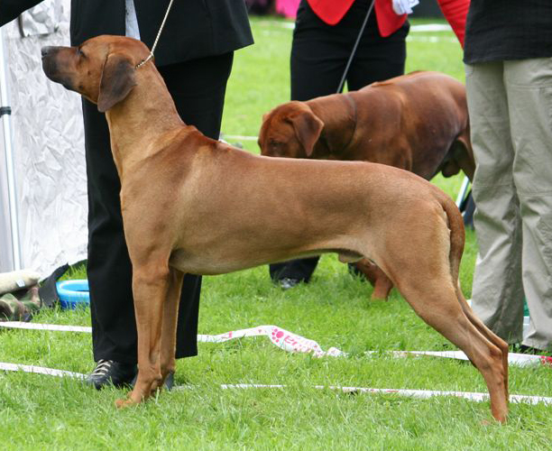 Kenzo Vejen 2011