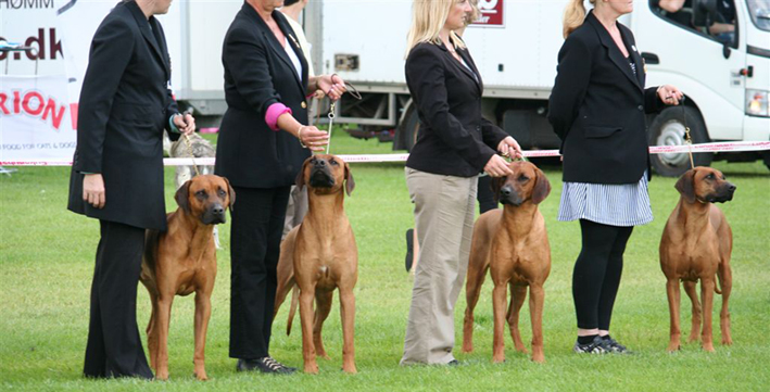 Kennel Hazinas