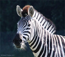 Zebra